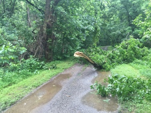 There were a few downed trees. This one and I particularly did not get along well. 